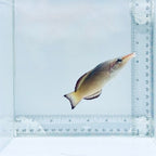 Brown Bird Wrasse