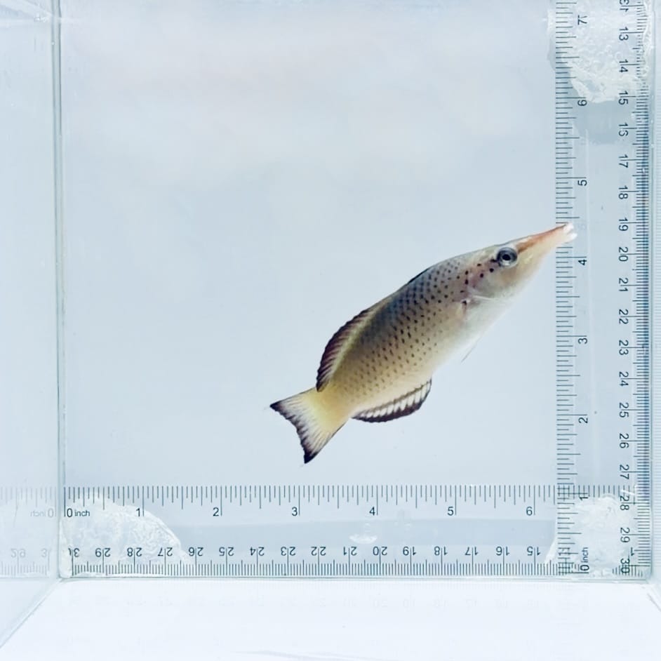 Brown Bird Wrasse