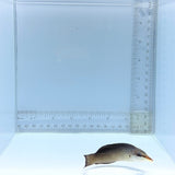 Brown Bird Wrasse — Gomphosus varius