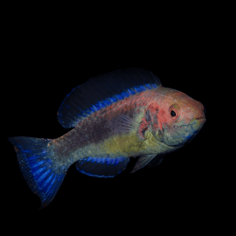 Brunneus Fairy Wrasse - Cirrhilabrus brunneus