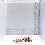 Bullet Hole Clownfish Pair – Amphiprion ocellaris