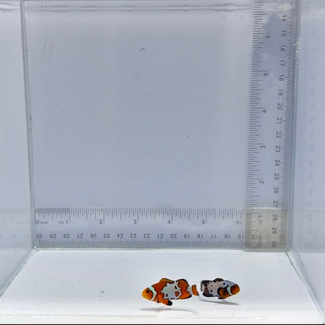 Bullet Hole Pair Clownfish — Amphiprion ocellaris