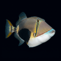 Bursa Triggerfish