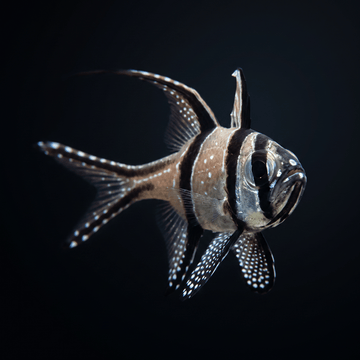 Captive-Bred Banggai Cardinalfish