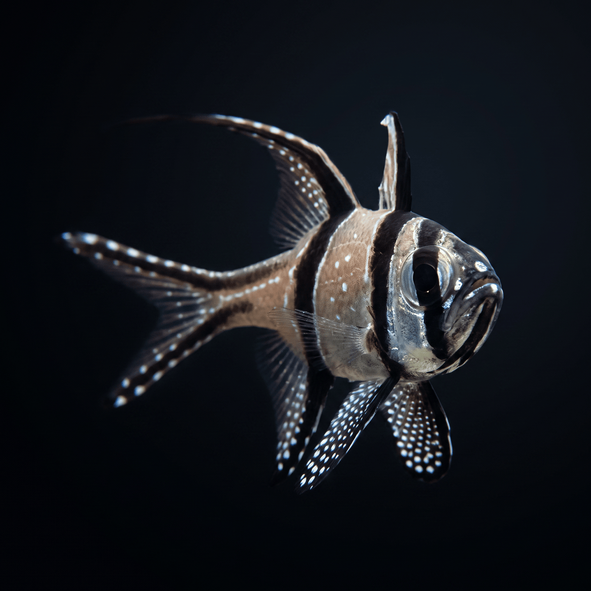 Captive-Bred Banggai Cardinalfish