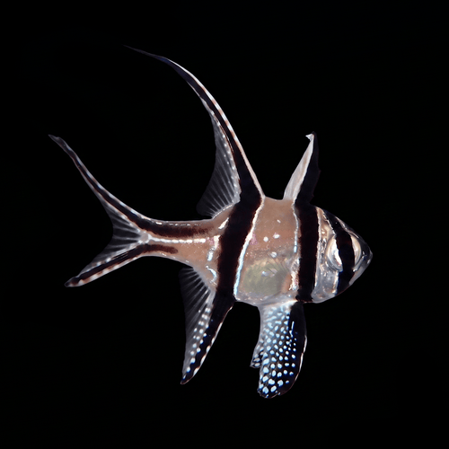 Captive-Bred Banggai Cardinalfish