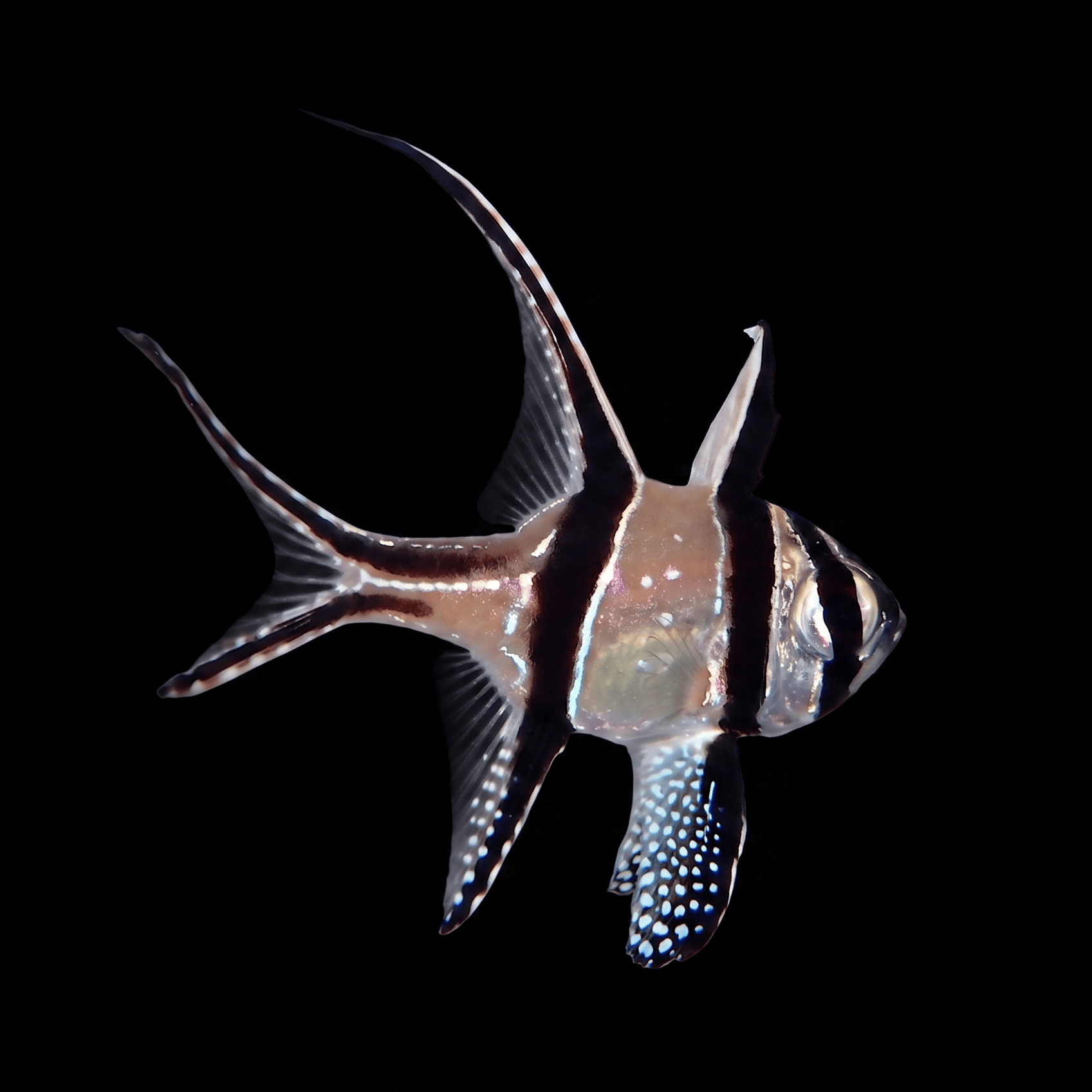Captive-Bred Banggai Cardinalfish - Pterapogon kauderni