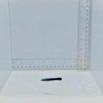 Captive-Bred Blue Streak Cleaner Wrasse - Labroides dimidiatus