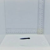 Captive-Bred Blue Streak Cleaner Wrasse - Labroides dimidiatus