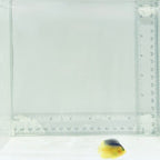 Captive-Bred Colin's Angelfish