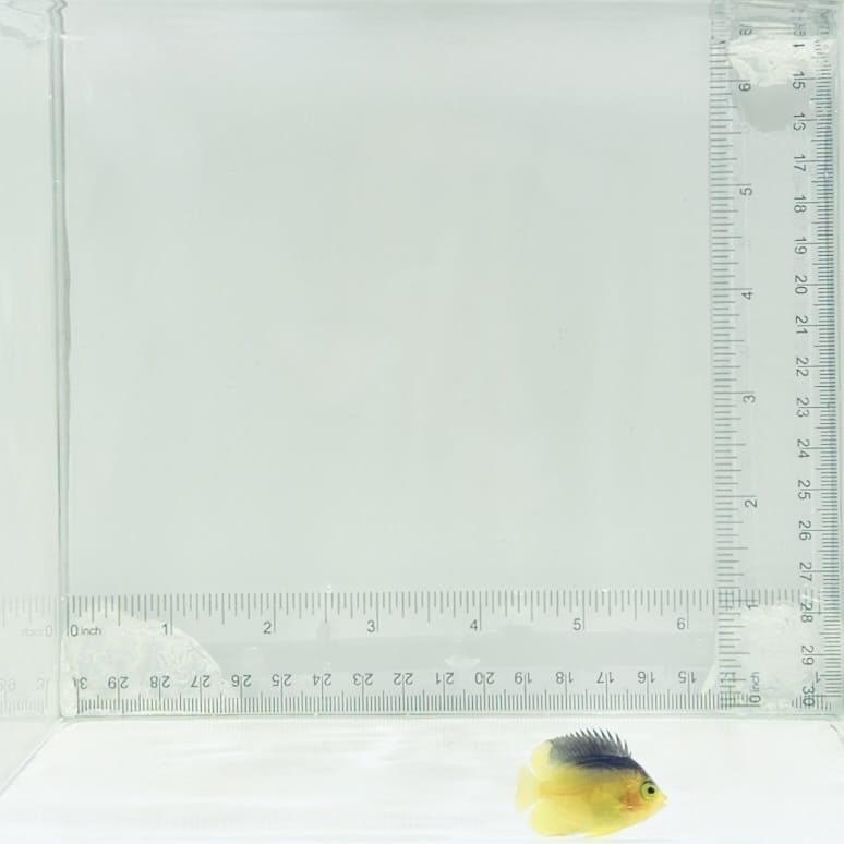 Captive-Bred Colin's Angelfish