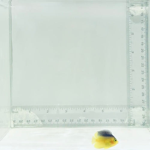 Captive-Bred Colin's Angelfish