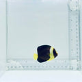 Captive-Bred False Personifer Angelfish