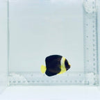 Captive-Bred False Personifer Angelfish