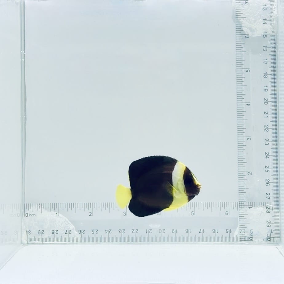 Captive-Bred False Personifer Angelfish