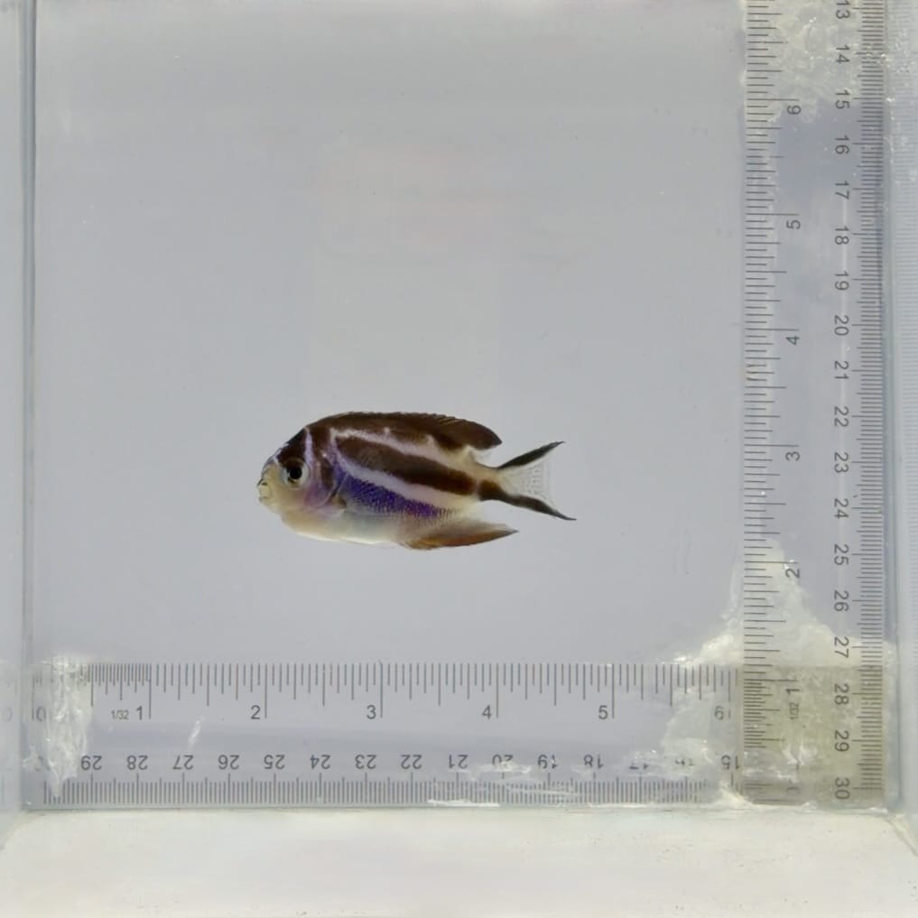 Captive-Bred Female Bellus Angelfish