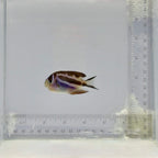 Captive-Bred Female Bellus Angelfish