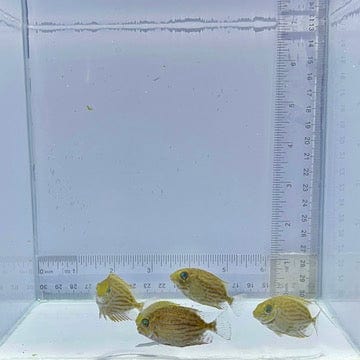 Captive-Bred Golden Lined Rabbitfish
