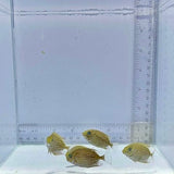 Captive-Bred Golden Lined Rabbitfish