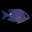 Captive-Bred Golden Lined Rabbitfish