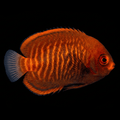 Captive-Bred Golden Red Aurantia Angelfish - Centropyge aurantia