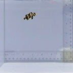 Captive-Bred Harlequin Tusk