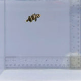 Captive-Bred Harlequin Tusk