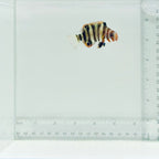 Captive-Bred Harlequin Tusk