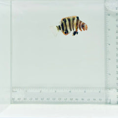 Captive-Bred Harlequin Tusk