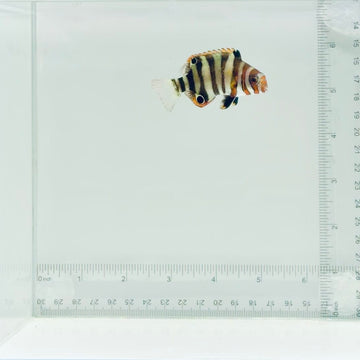 Captive-Bred Harlequin Tusk