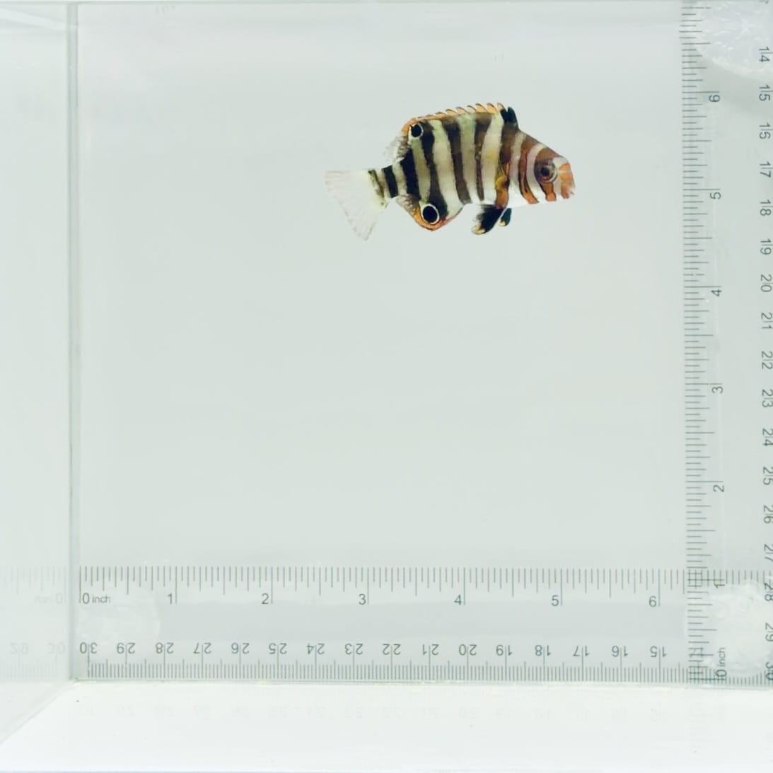 Captive-Bred Harlequin Tusk