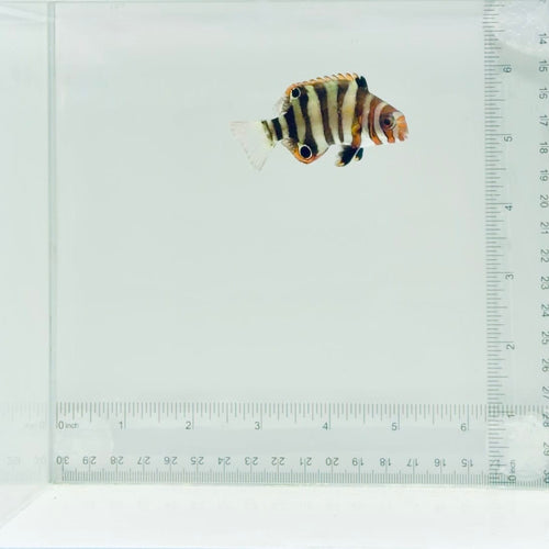 Captive-Bred Harlequin Tusk