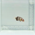 Captive-Bred Harlequin Tusk