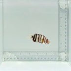 Captive-Bred Harlequin Tusk