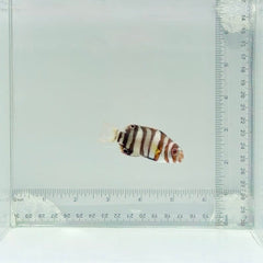 Captive-Bred Harlequin Tusk