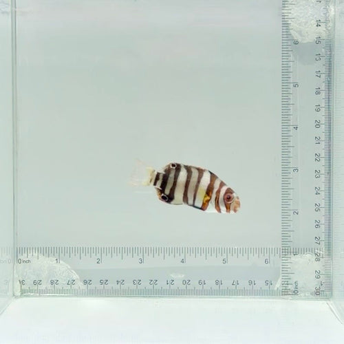 Captive-Bred Harlequin Tusk