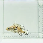 Captive-Bred Hybrid Panther Grouper