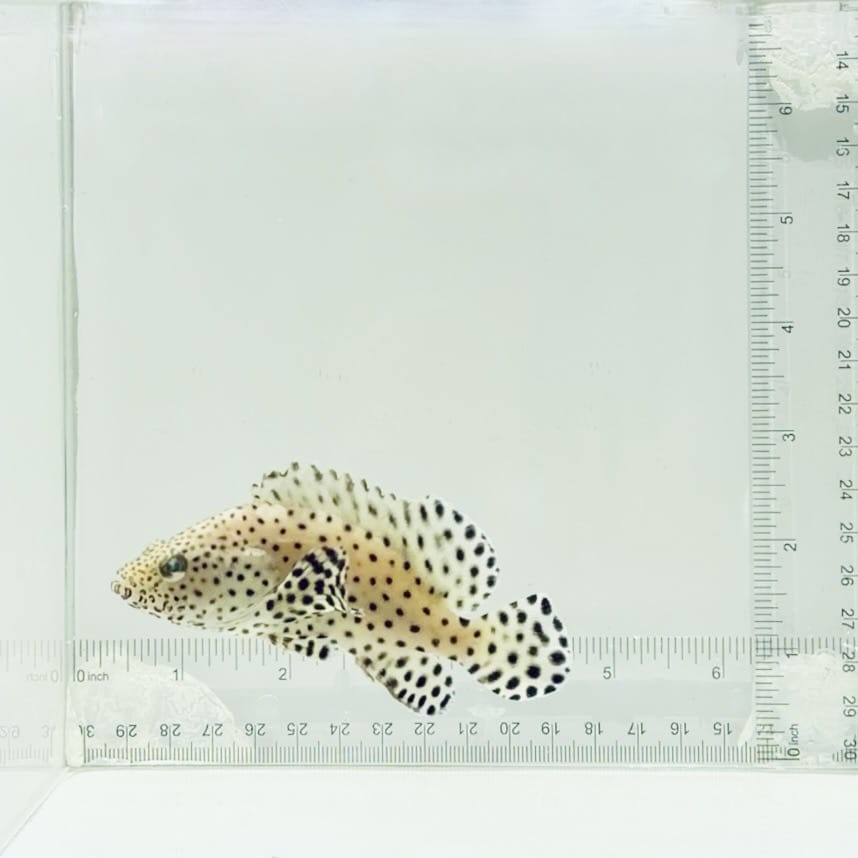 Captive-Bred Hybrid Panther Grouper