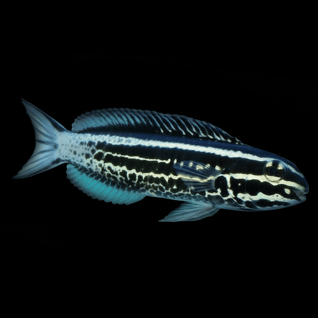 Captive-Bred Kamohara Blenny Fish