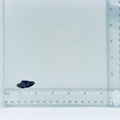 Captive-Bred Marine Betta