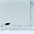 Captive-Bred Marine Betta