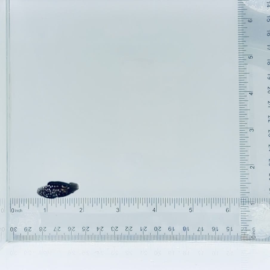 Captive-Bred Marine Betta