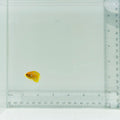 Captive-Bred (Misbar) Regal Angelfish