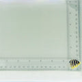 Captive-Bred Multibar Angelfish