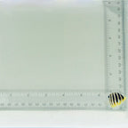 Captive-Bred Multibar Angelfish