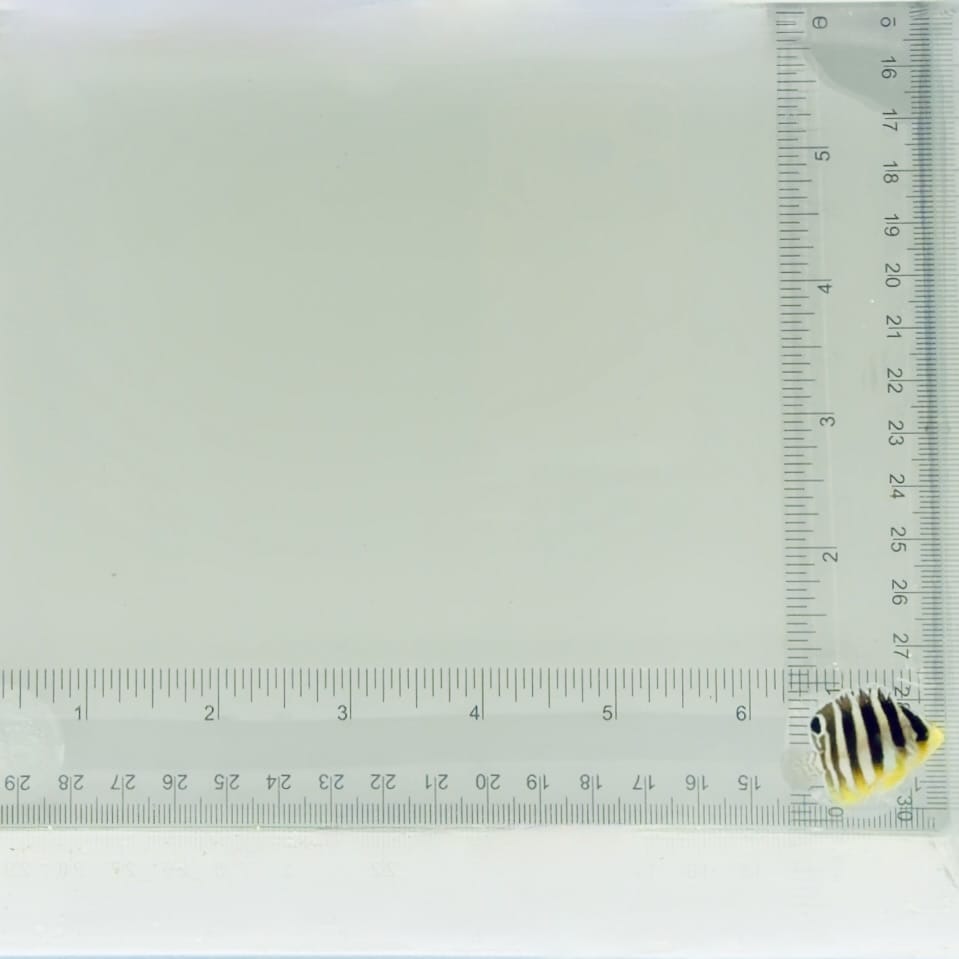 Captive-Bred Multibar Angelfish