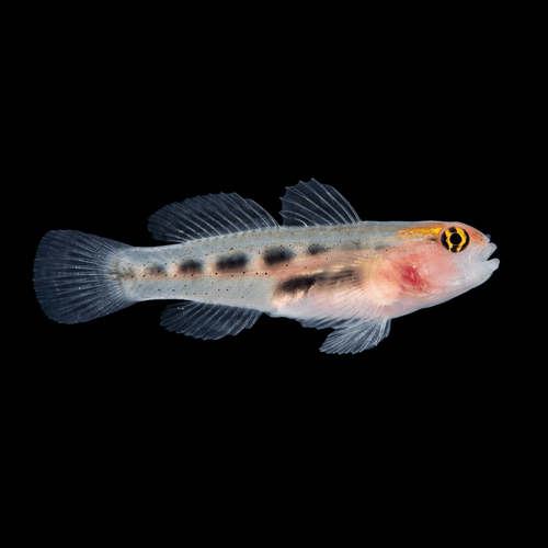 Captive-Bred Red Head Goby - Elacatinus puncticulatus