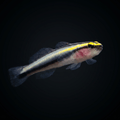 Captive-Bred Sharknose Cleaner Goby