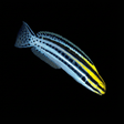 Captive-Bred Striped Blenny - Meiacanthus grammistes