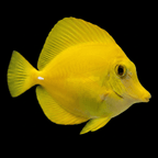 Captive-Bred Yellow Tang